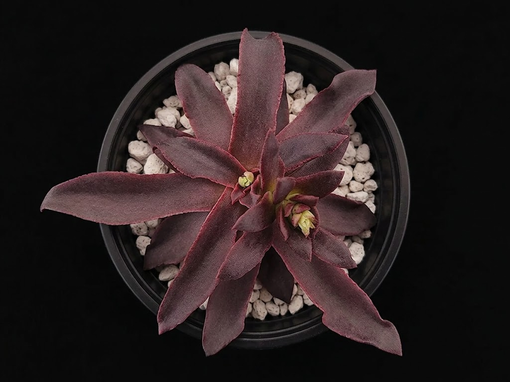 Echeveria Aurantiaca