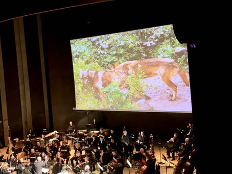 耶路撒冷的爱情（第54天）