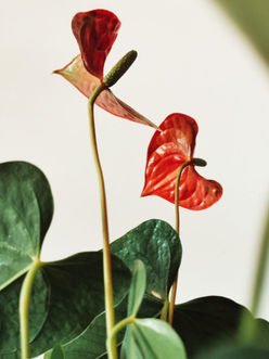 Creación de imagen para marca personal y negocio | Mari Jaszczuk