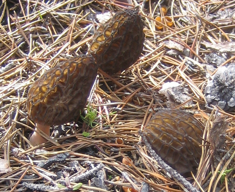 Thumbnail: Black Morel Spawn