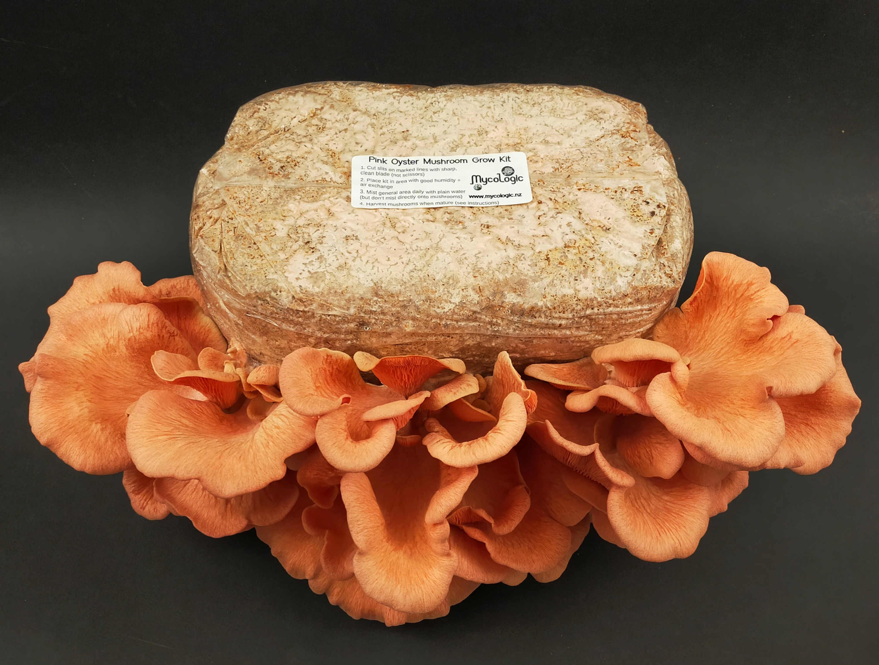 Pink Oyster Mushroom Grow Kit