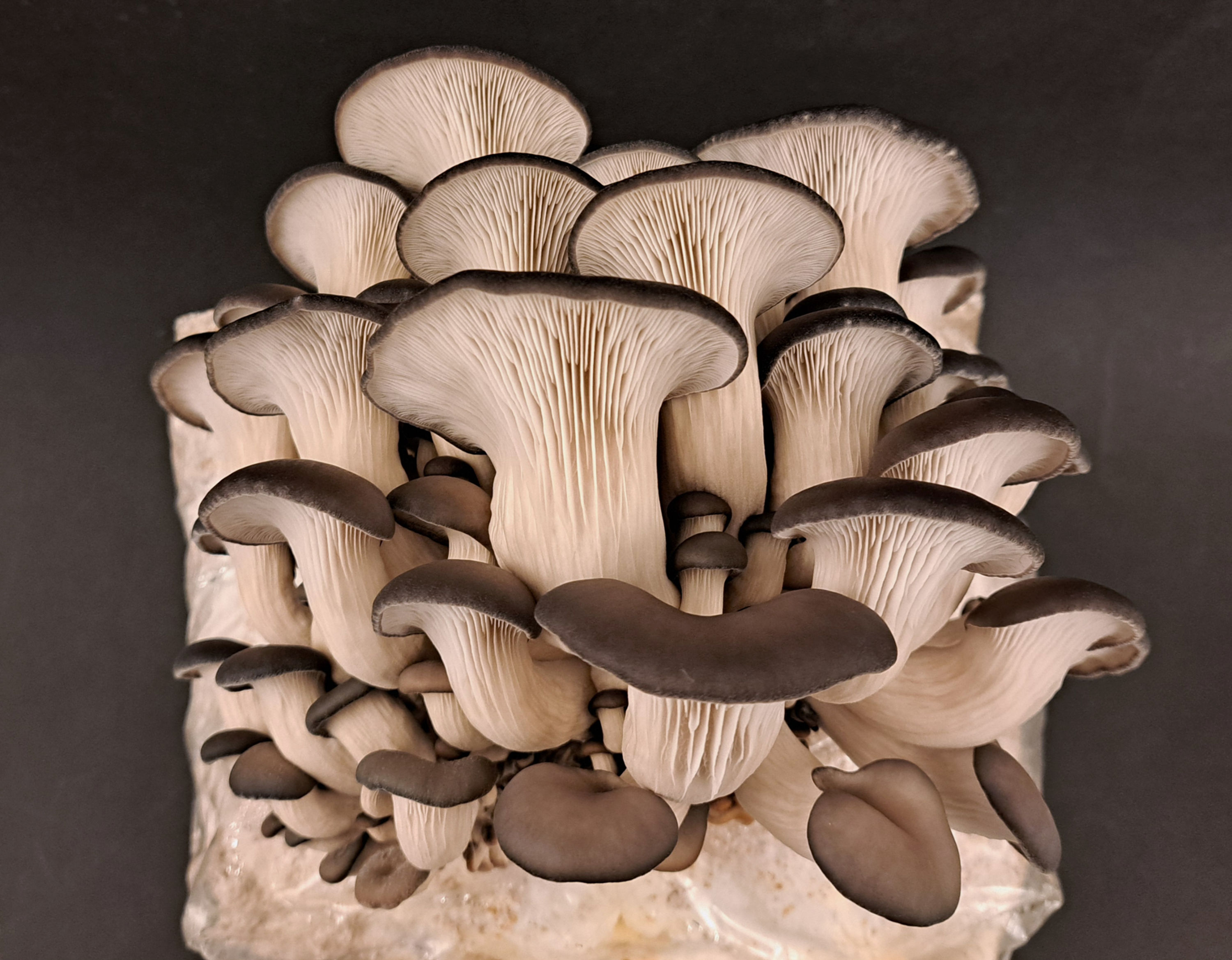 Blue Oyster Mushroom Grow Kit