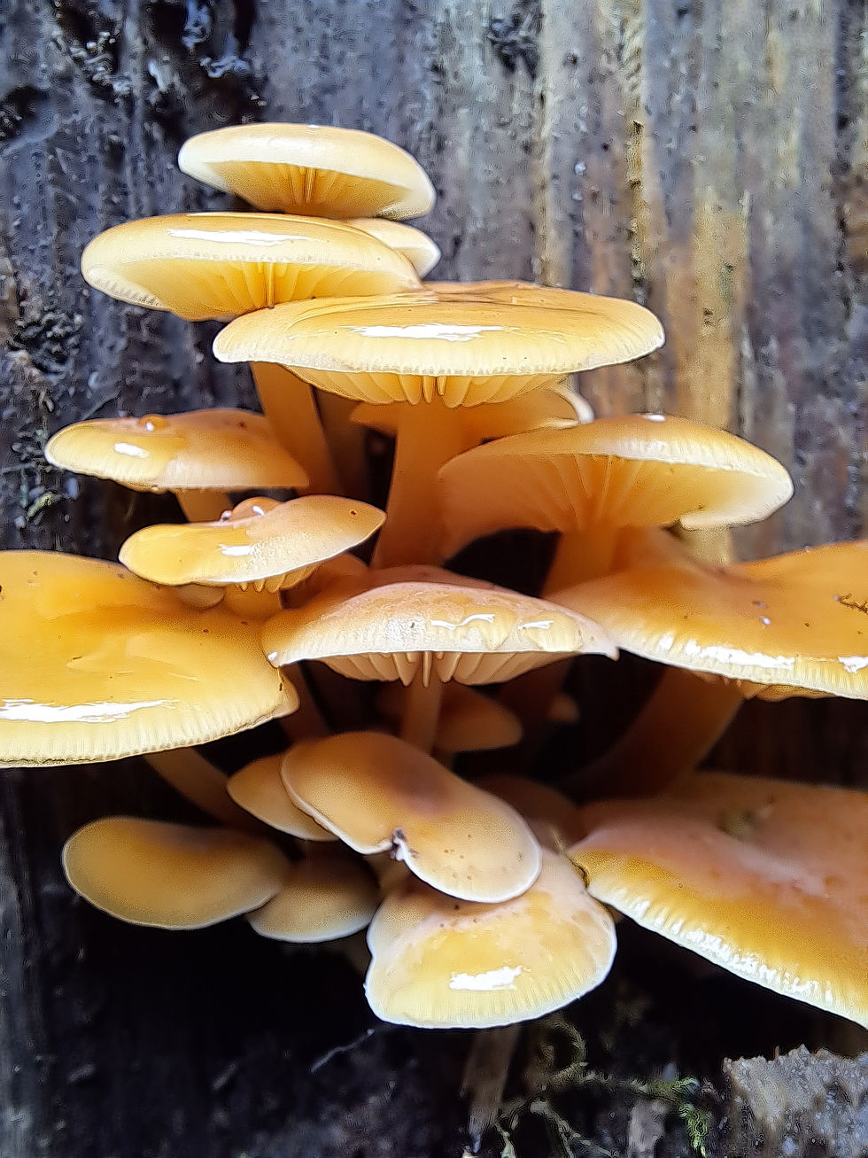Enoki showing sticky caps, cream coloured gills, and white spore deposits on lower caps