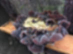 Thumbnail: Hakeke / Wood Ear