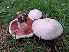 Wild Edible Mushrooms of New Zealand