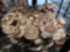 Thumbnail: Shiitake