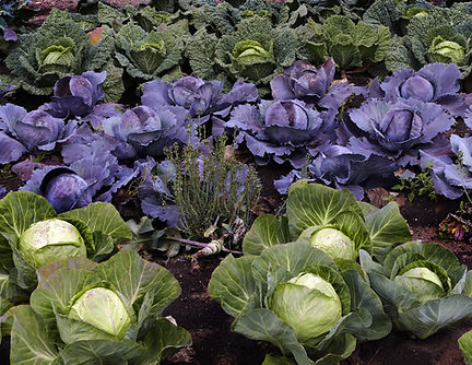 brassicas.jpg