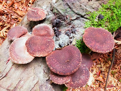 What Species of Mushrooms Can (and Can't) I Grow in New Zealand?