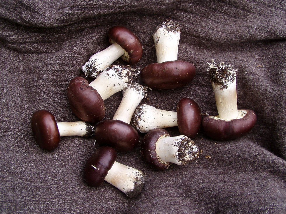 Thumbnail: Wine Caps / King Stropharia
