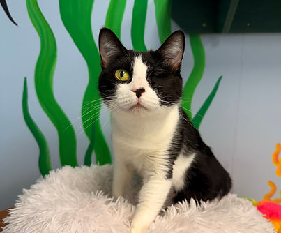 Cat with missing eye