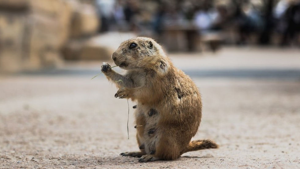 A groundhog