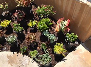 Shrub and tree pruning and planting for residential landscapes in Ventura County