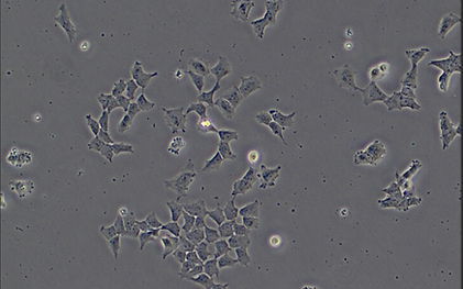 Screenshot 2023-06-07 at 11.15.42 AM.png