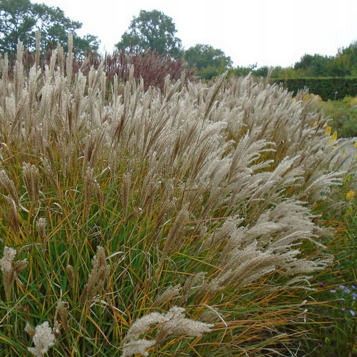 Міскантус китайський 'Yaku Jima'