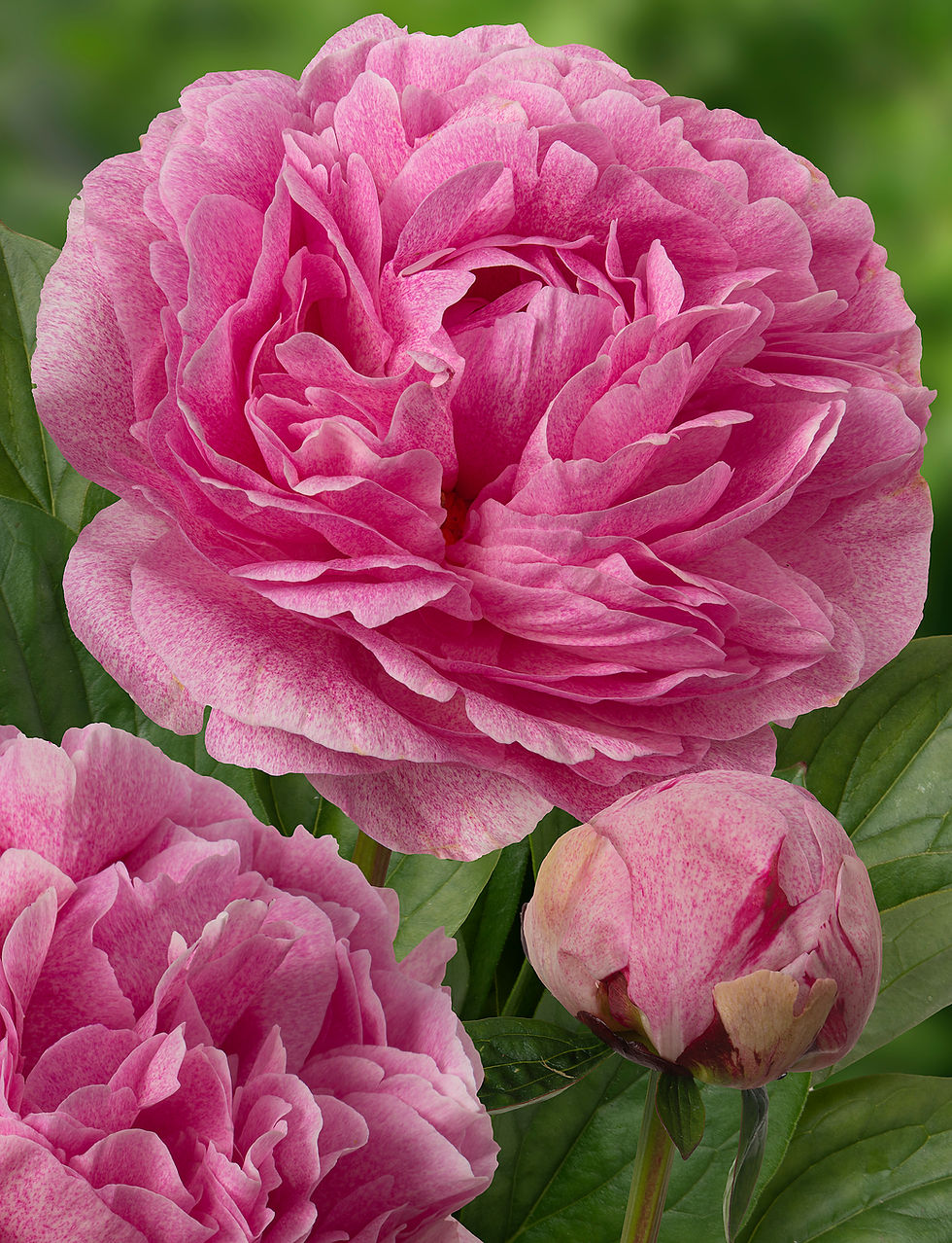 Півонія 'The Fawn'