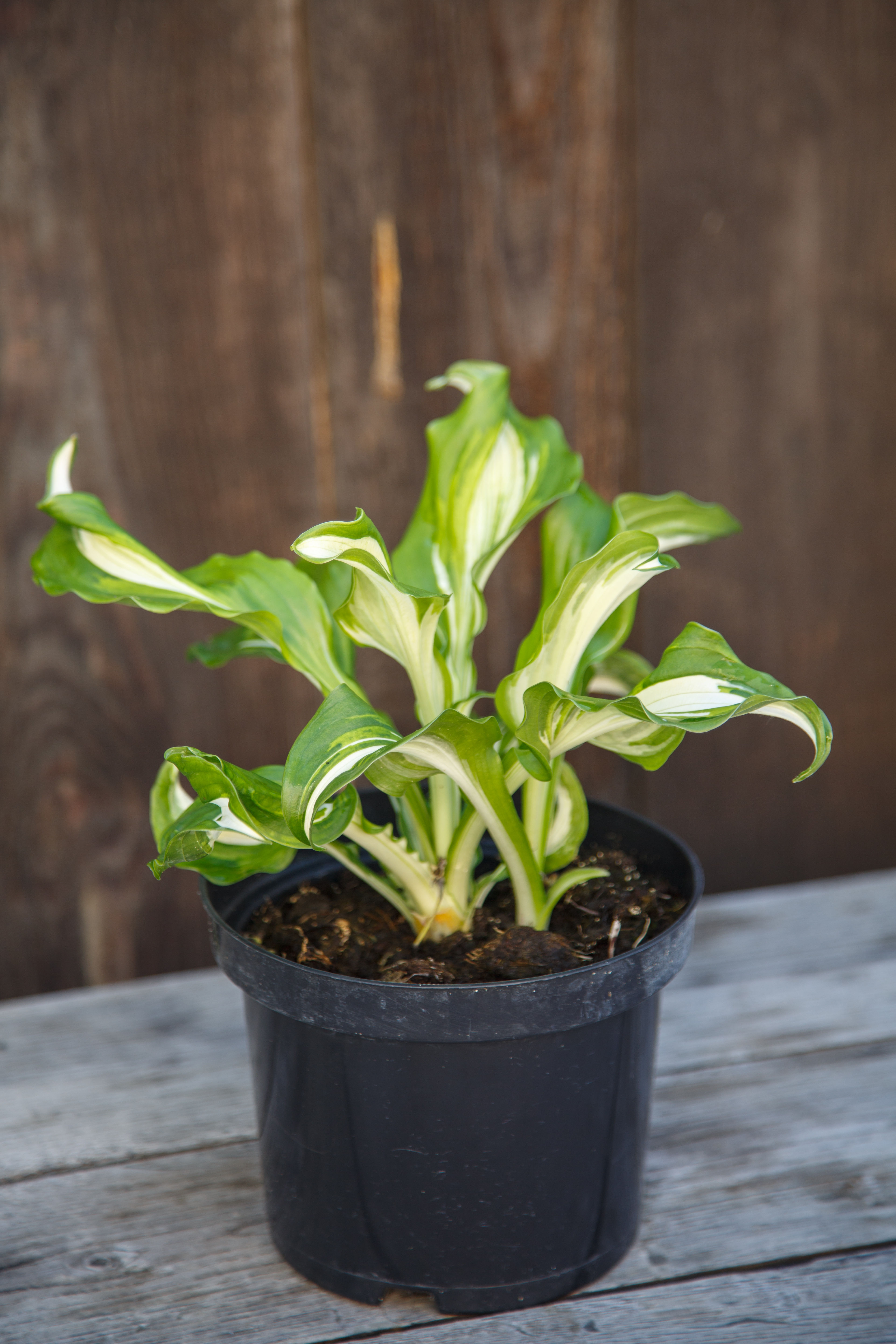 Хоста хвиляста 'Mediovariegata'