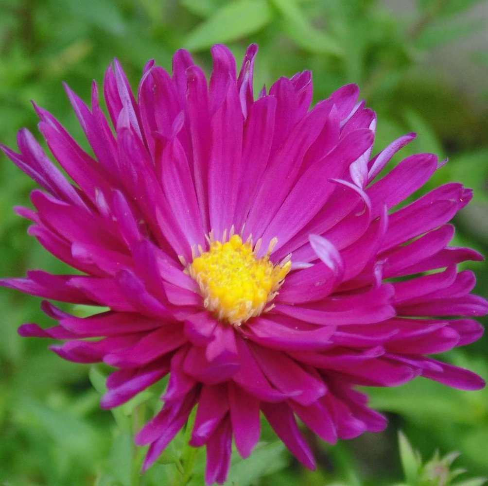 Айстра‌ ‌новобельгійська 'Crimson‌ ‌Brocade‌'