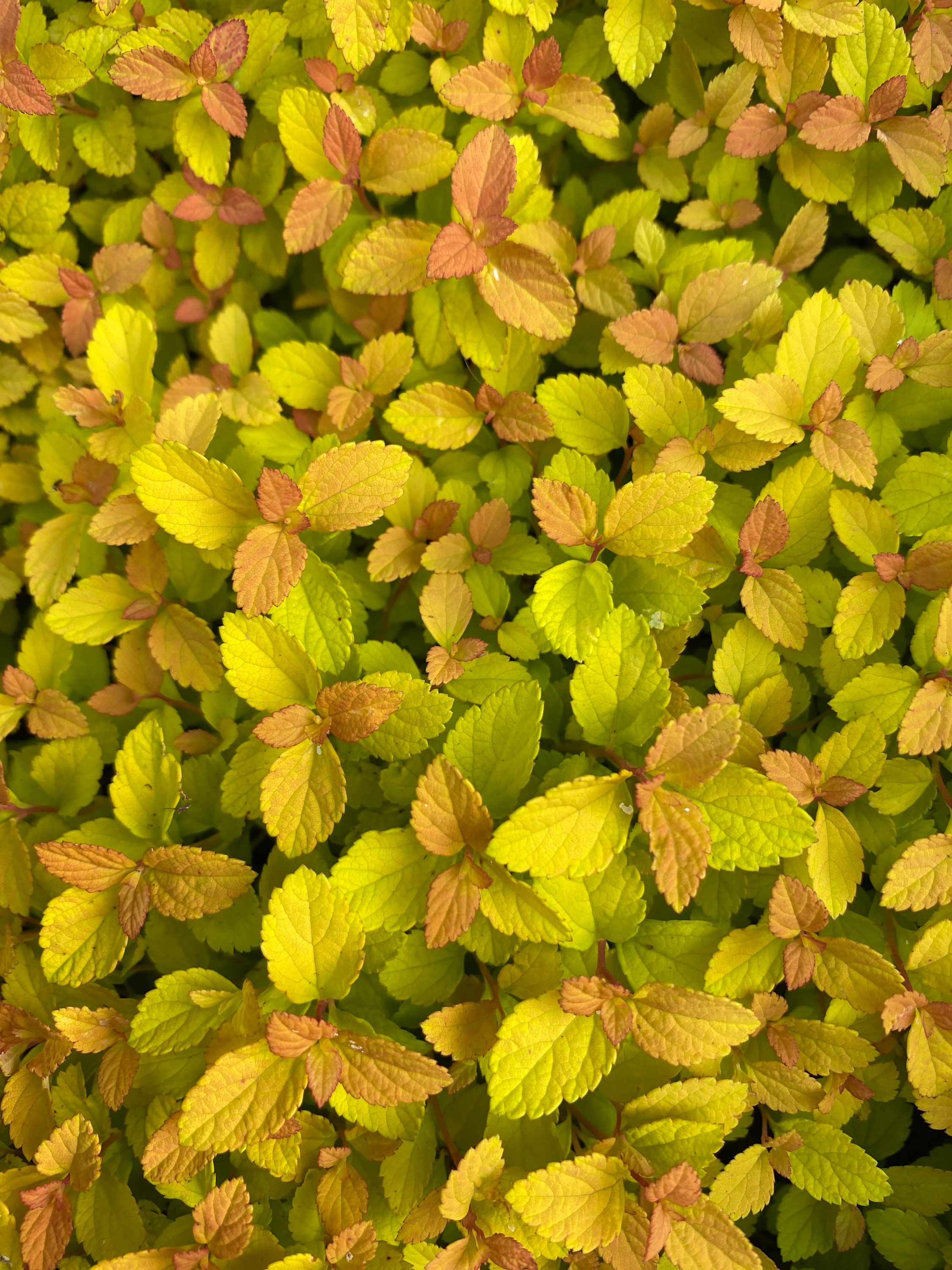 Спірея японська 'Sundrop'