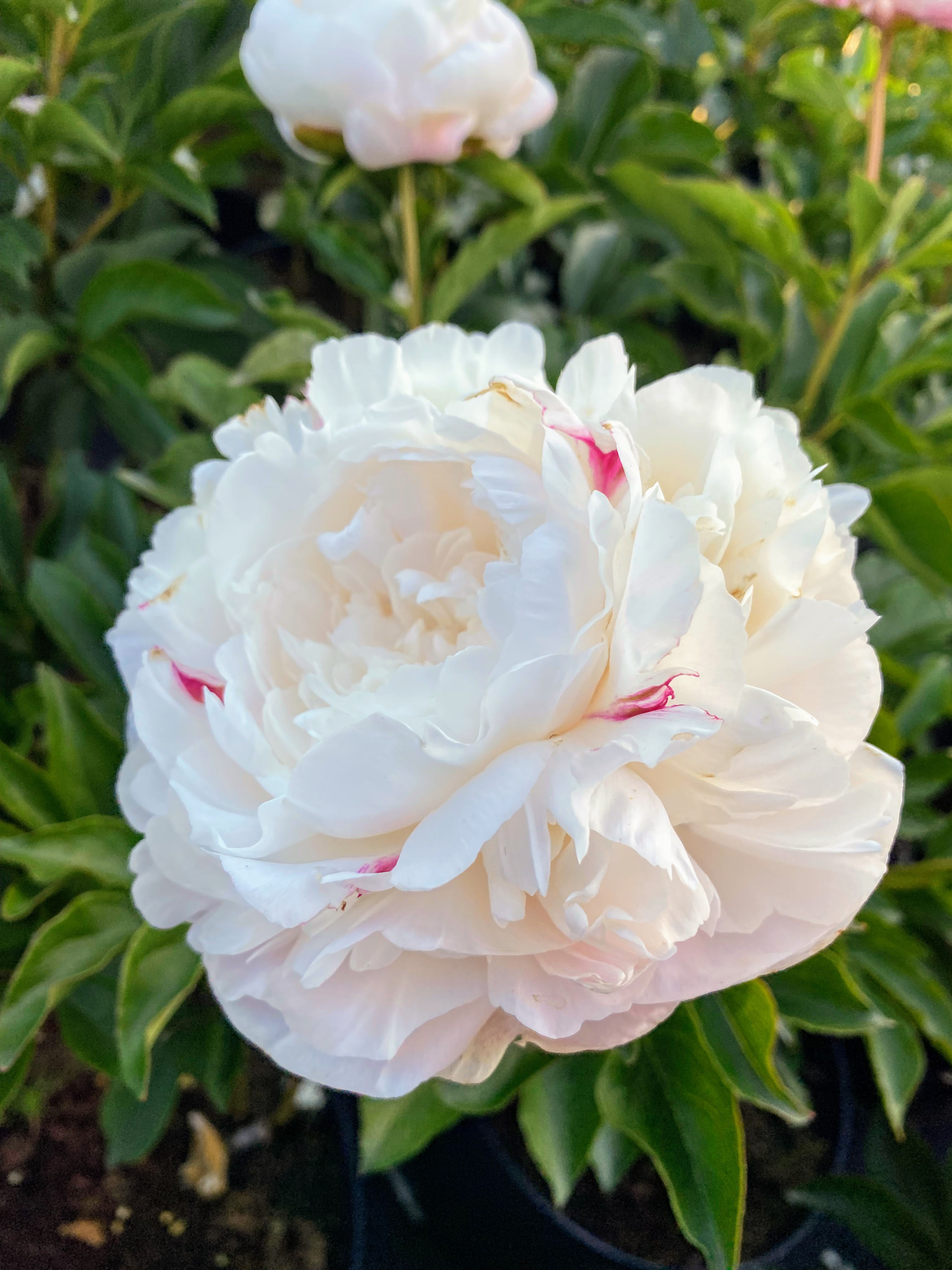 Півонія 'Nick Shaylor' (контейнер)