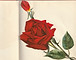 IMG_20200414_0004_edited.jpg
