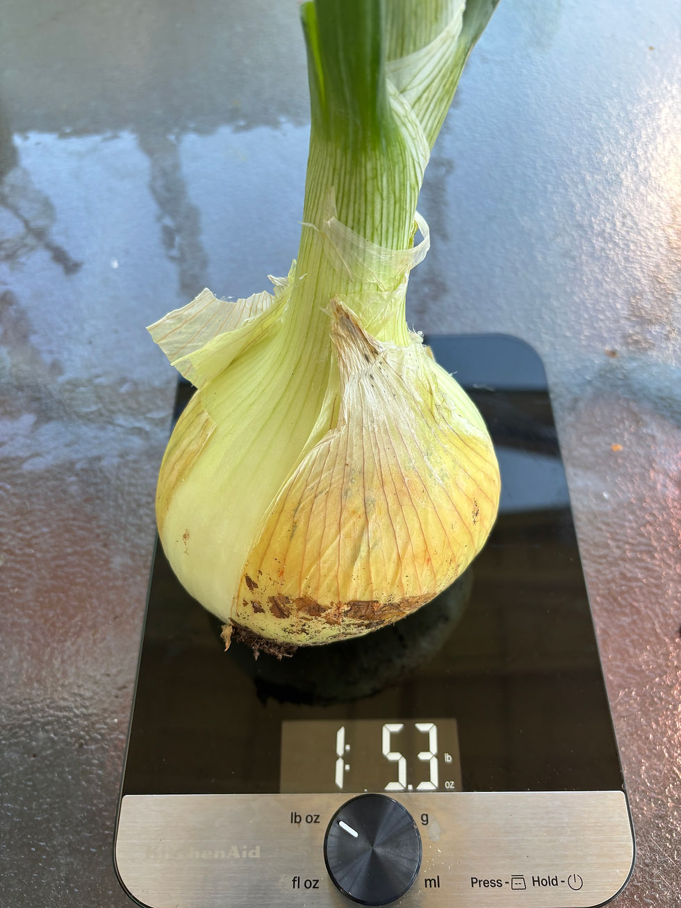 How to grow BIG onions.