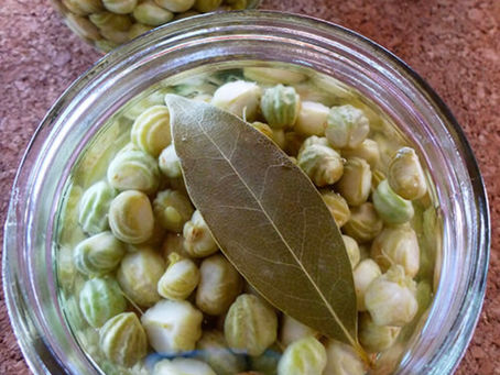 COPYCAT CAPERS: PICKLED NASTURTIUM PODS
