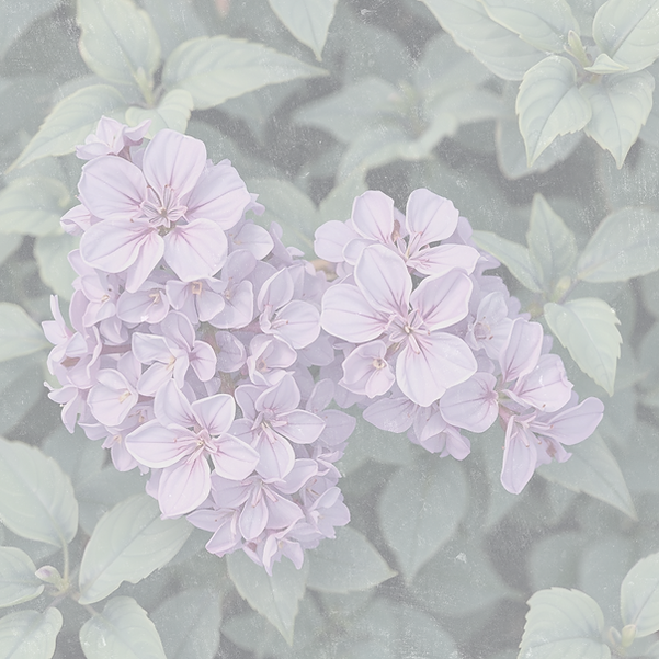 Cluster of lilac flowers surrounded by green leaves, lilac & sage background