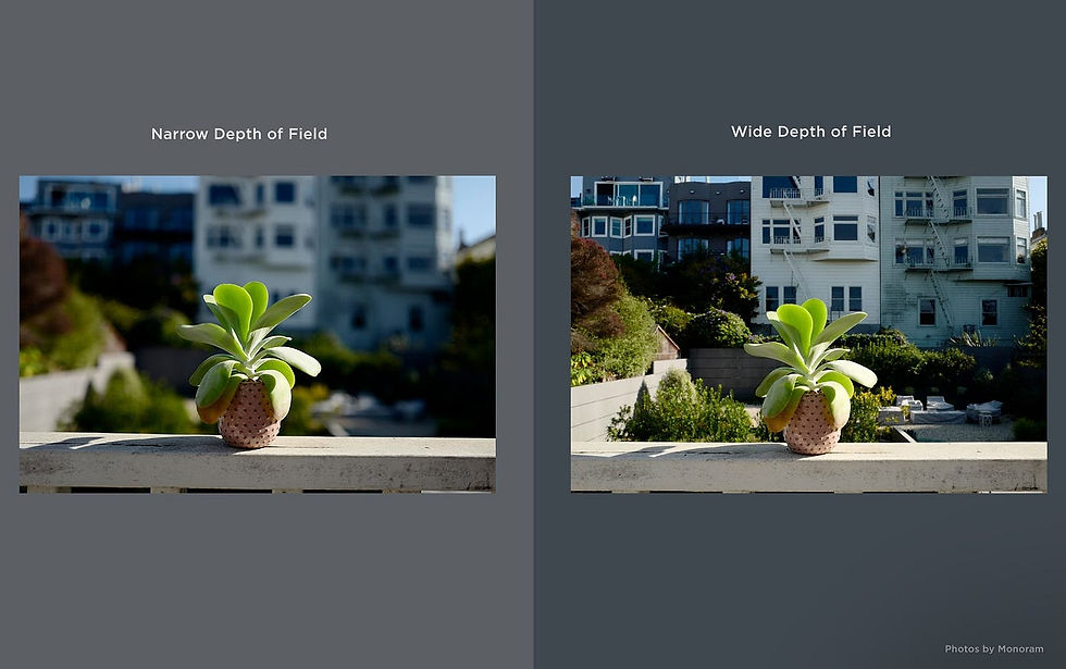 Plant on the wall, depth of field