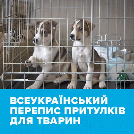 Великий перепис притулків для тварин
