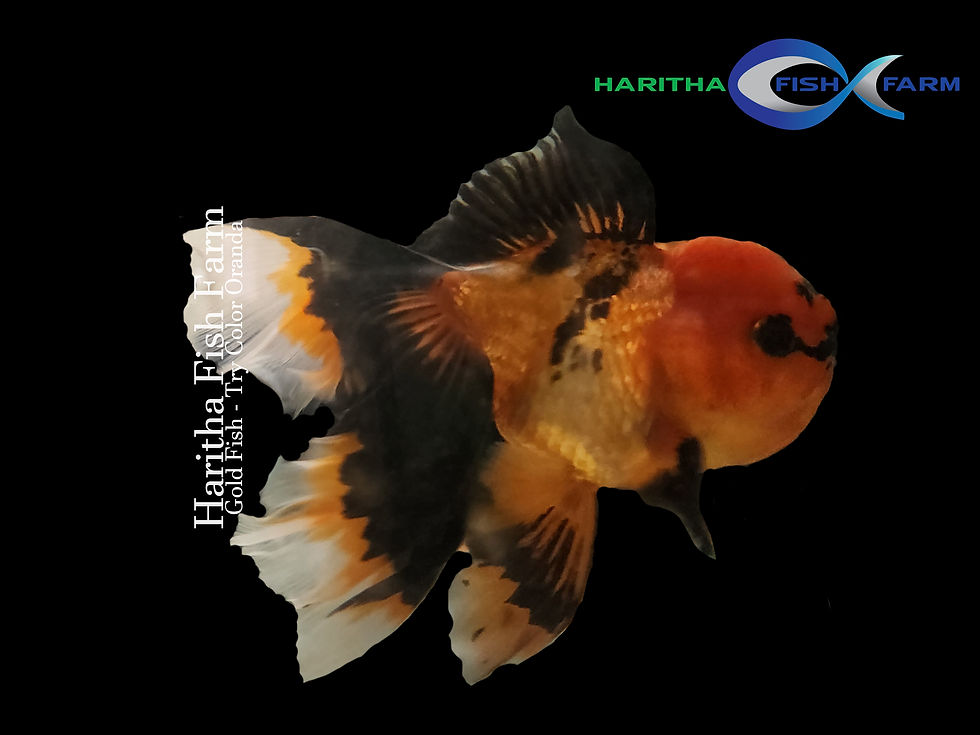 Gold Fish - Try Color Oranda