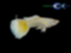 Guppy - 22K (New Variety)