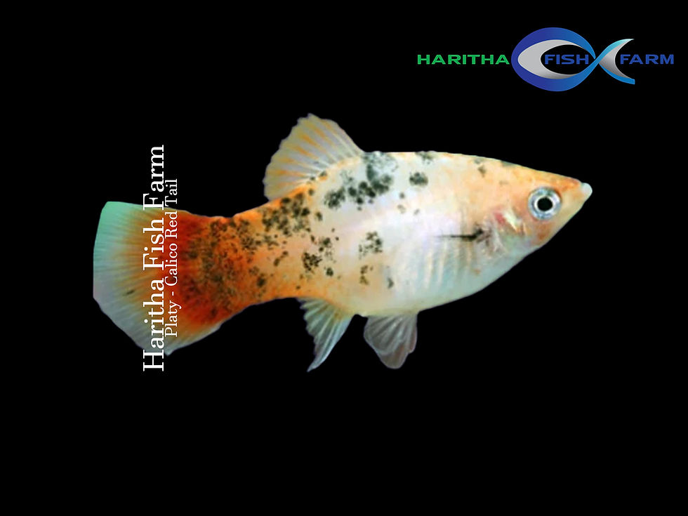 Platy - Calico Red Tail