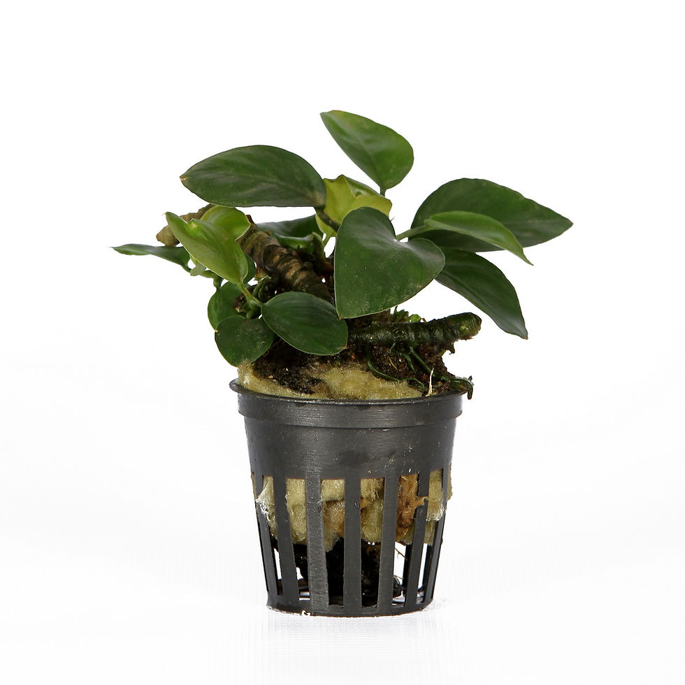 Anubias barteri var nana