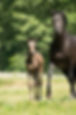 foal-3419451_1920_edited.jpg