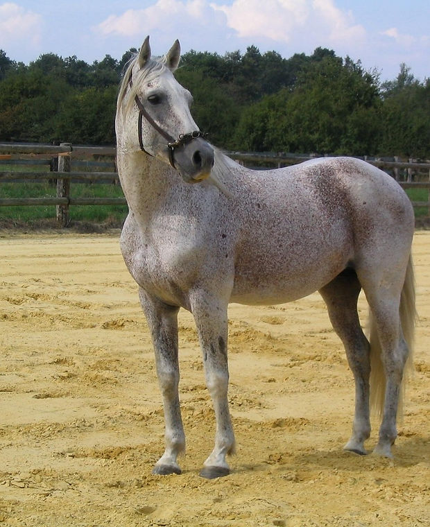horse-1660729_1920_edited_edited.jpg