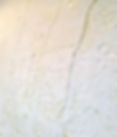 Close Up of Shooting Stars