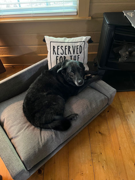 Image of a dog using Club Nine Pets Bed sent in by customers