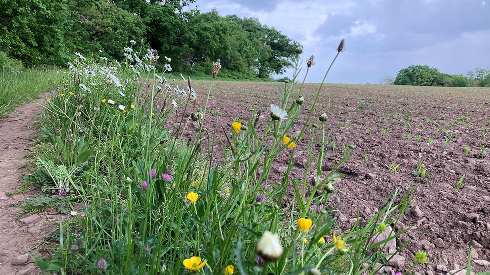 wildflowers on the edge of a ploughed field planted with maize