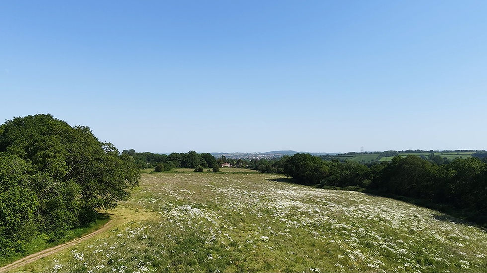 Aerial photo of a wildflower meadow in bloom, surrounded by ancient woodland with a cottage in the background
