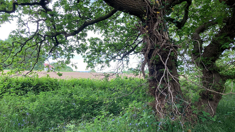 Trunk of an ancient oak tree with ploughed field in the background