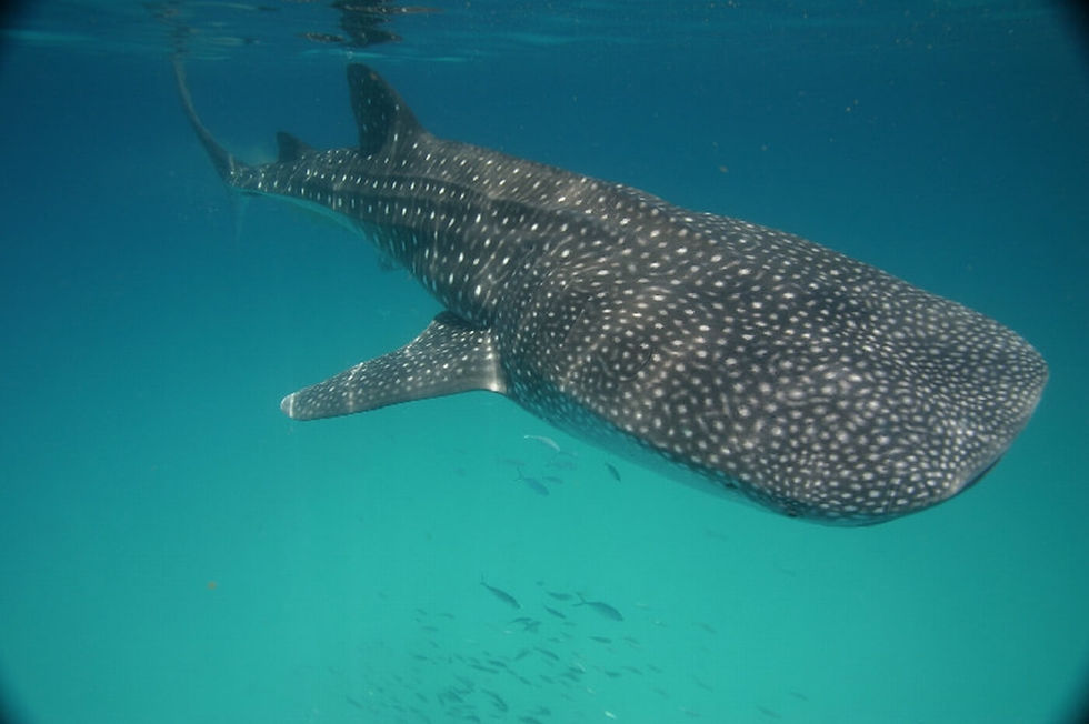 Miniatura: Tour de Nado con Tiburon Ballena