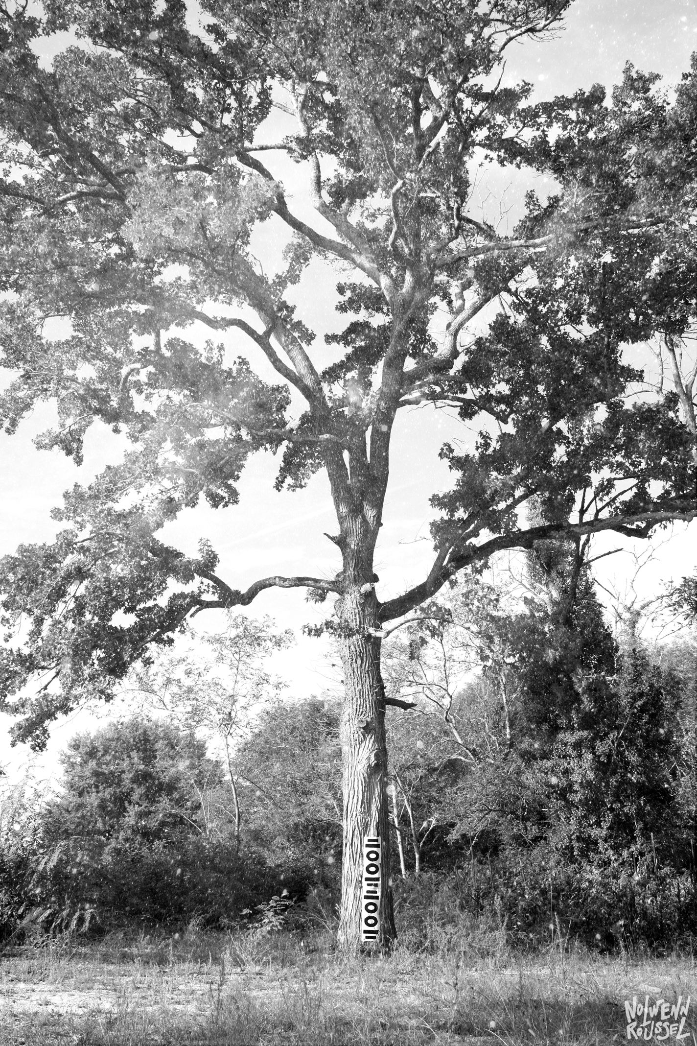 Le grand liquidambar.tif