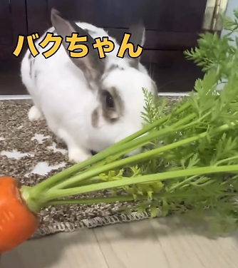 ウサギの食事