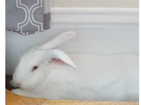 summer- bunny- heat