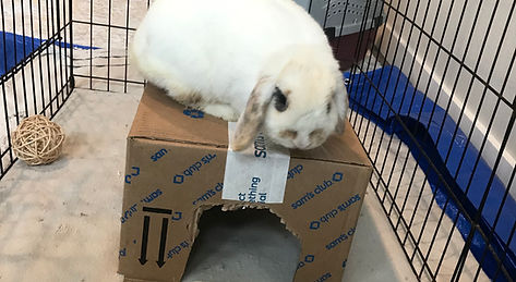 うさぎの隠れ家