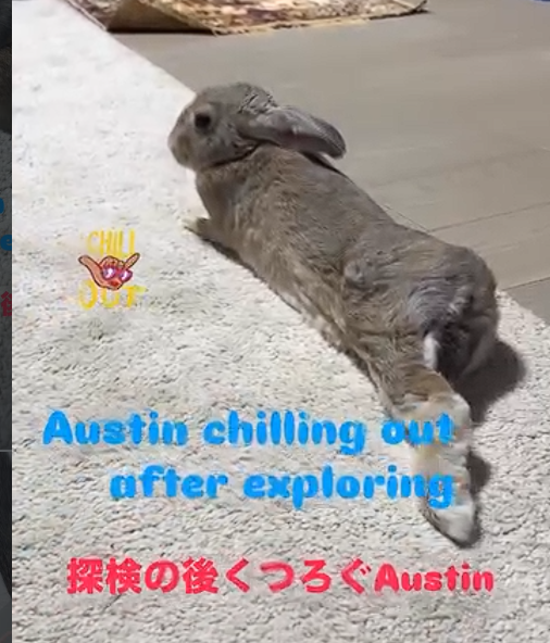 rabbit-island 