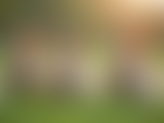 Donate Today: Support Ōkunoshima Rabbit Rescue Efforts