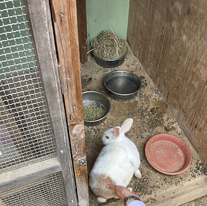 school-bunny