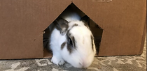 BUGSI-hogo-usagi