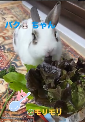 うさぎの主食